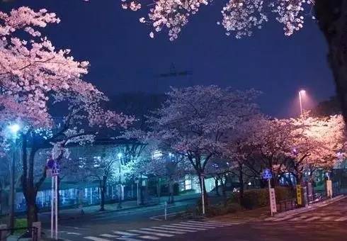 桜桃喵引领的自然美景探险之旅，寻找内心的平和与喜悦