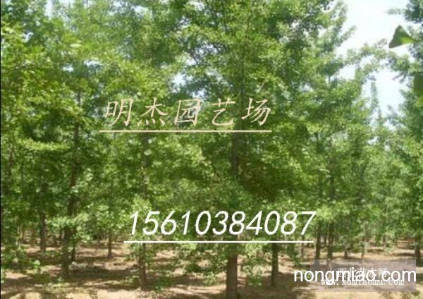 银杏树苗最新价格