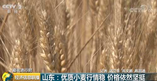 山东小麦市场升级，科技引领未来，最新行情一览