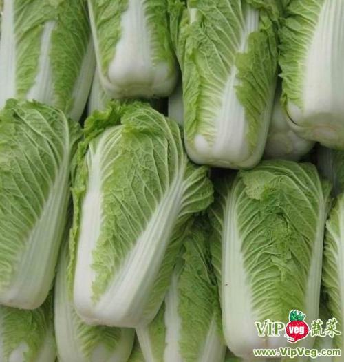 大白菜价格最新动态，一颗白菜如何引领我们走向自信与成就之路