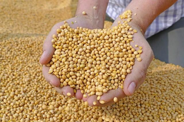 科技引领未来，大豆市场新纪元的价格动态与趋势分析