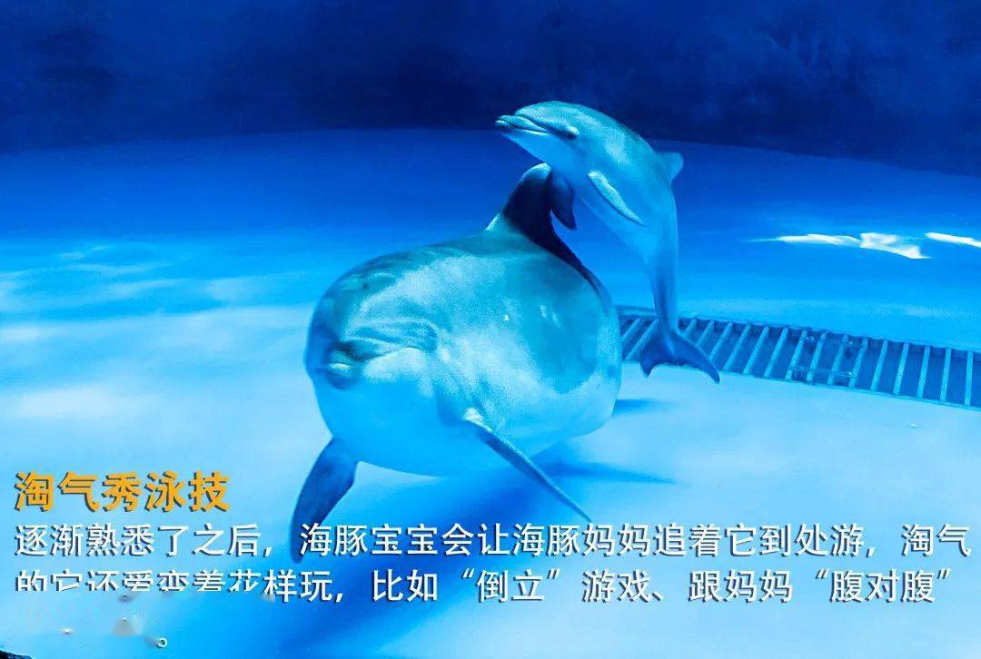海豚宝最新版，自然美景探索之旅的愉快启程