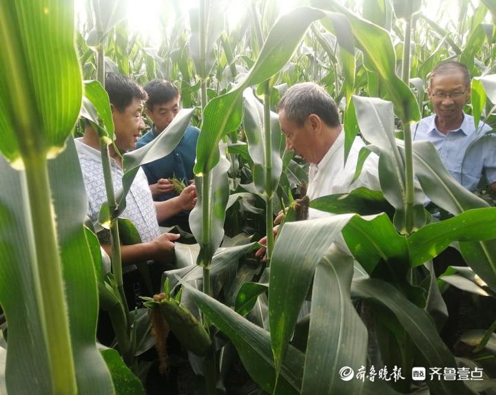 聊城玉米价格最新行情，与自然美景的心灵之旅体验报告