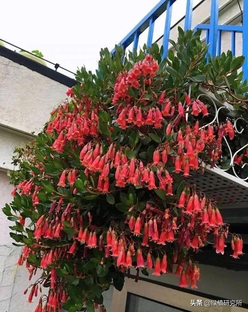 重磅推荐，日本最新动漫网站——宅迷们的福音！