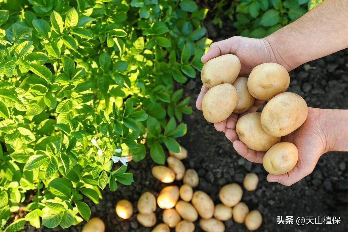 商品车运输 第74页
