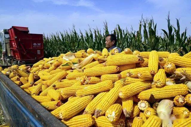 保定玉米价格最新行情及分析概览
