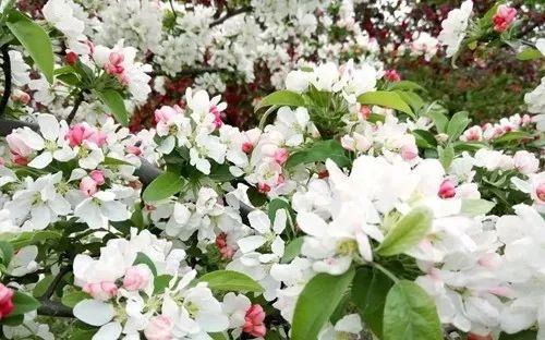 苹果六最新报价